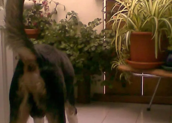 Republica Bananas Rum i privatbostad