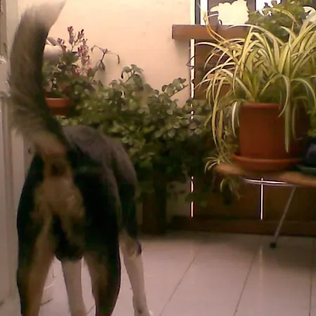 Republica Bananas 民宿